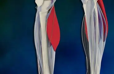 Diagram of calf muscle